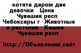 котята даром две девочки › Цена ­ 10 - Чувашия респ., Чебоксары г. Животные и растения » Кошки   . Чувашия респ.